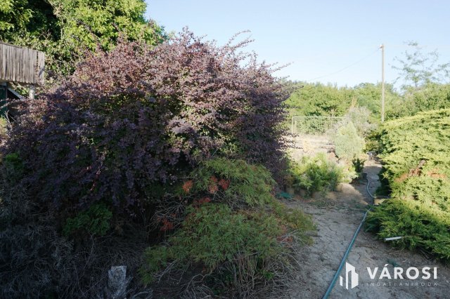 Eladó mezogazdasagi ingatlan, Szegeden 22 M Ft