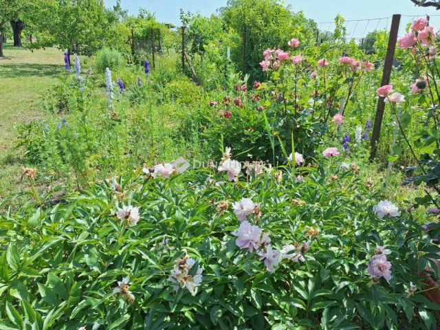 Eladó családi ház, Bicskén 19.5 M Ft, 3 szobás