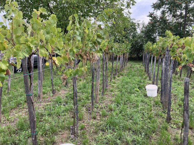 Eladó mezogazdasagi ingatlan, Balatonszemesen 17.5 M Ft