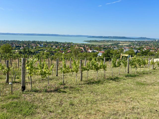 Eladó családi ház, Csopakon 580 M Ft, 4 szobás