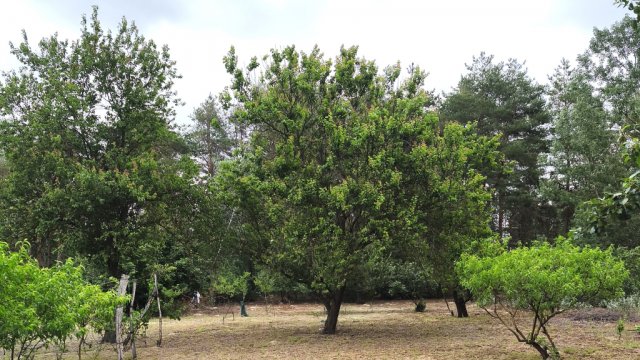 Eladó családi ház, Pálmonostorán 27.9 M Ft, 4 szobás
