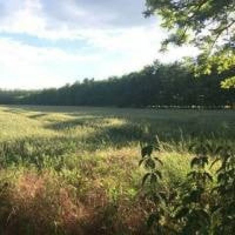 Eladó mezogazdasagi ingatlan, Péterin 25.9 M Ft