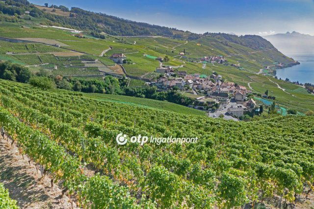 Eladó mezogazdasagi ingatlan, Lesencetomajon 120 M Ft