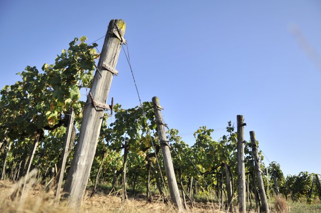 Eladó családi ház, Mádon, Kazinczy utcában 90 M Ft, 2+1 szobás
