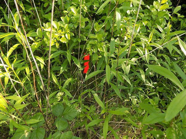 Eladó telek, Balatonberényben, József Attila utcában 12 M Ft