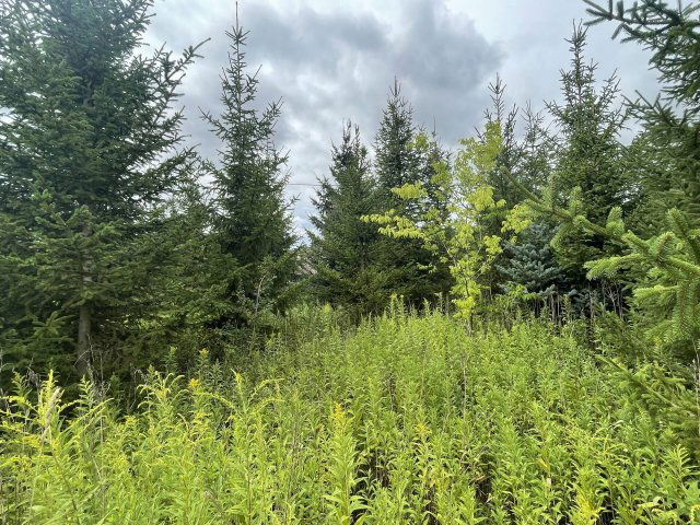 Eladó mezogazdasagi ingatlan, Szomódon 19 M Ft