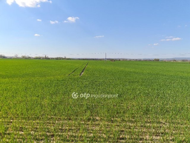 Eladó mezogazdasagi ingatlan, Szigetszentmiklóson 99.9 M Ft