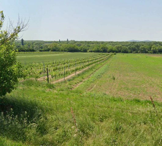 Eladó mezogazdasagi ingatlan, Balatonbogláron 10 M Ft