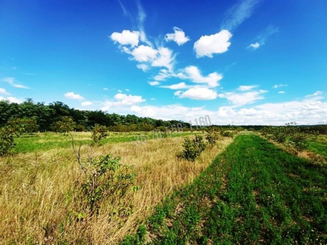 Eladó mezogazdasagi ingatlan, Sződön 89 M Ft