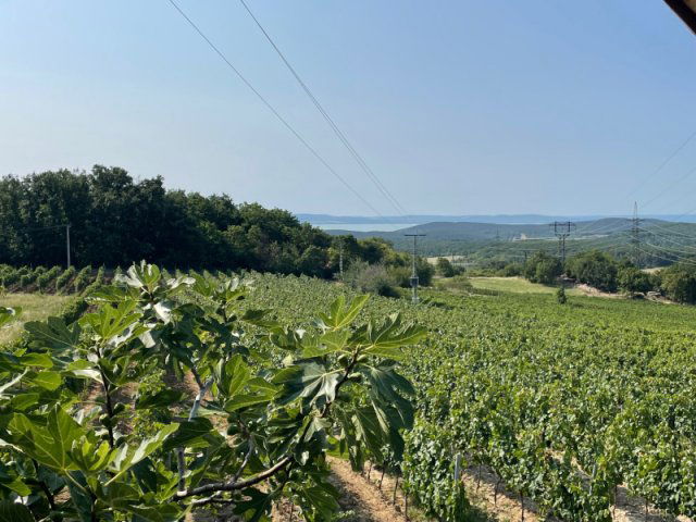 Eladó telek, Balatonszőlősön 44.9 M Ft / költözzbe.hu
