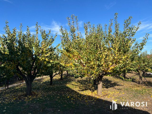 Eladó mezogazdasagi ingatlan, Medgyesegyházán 3 M Ft