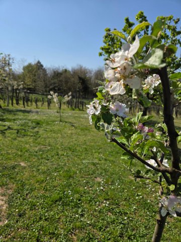 Eladó mezogazdasagi ingatlan, Zalahalápon 14.5 M Ft