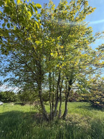 Eladó telek, Túronyon 3 M Ft / költözzbe.hu