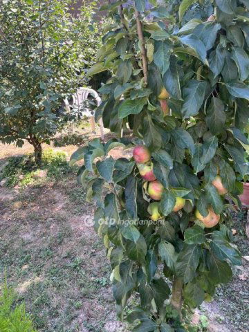 Eladó családi ház, Monyoródon 24.4 M Ft, 117+3 szobás