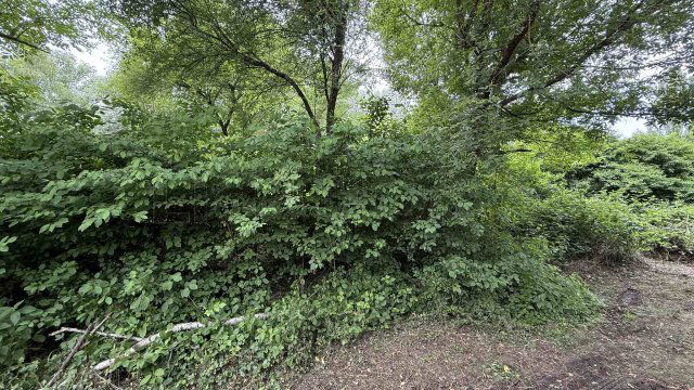 Eladó mezogazdasagi ingatlan, Balatongyörökön 20 M Ft