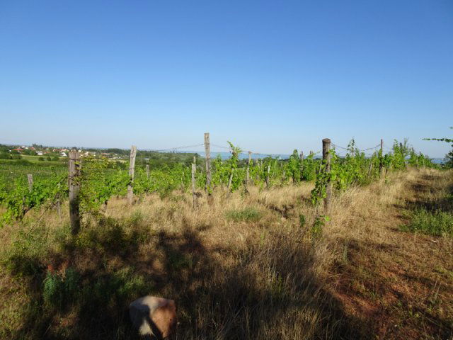 Eladó mezogazdasagi ingatlan, Csopakon 13.2 M Ft