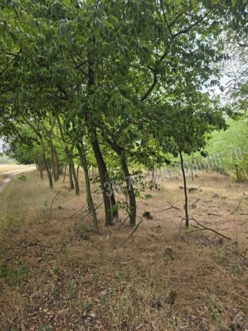 Eladó mezogazdasagi ingatlan, Mikebudán 3.8 M Ft