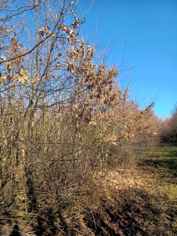 Eladó mezogazdasagi ingatlan, Tiszaszigeten 6.2 M Ft