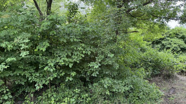 Eladó mezogazdasagi ingatlan, Balatongyörökön 20 M Ft
