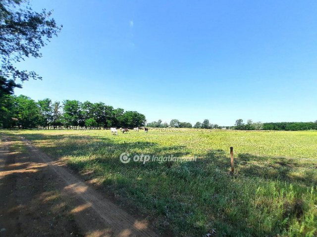 Eladó mezogazdasagi ingatlan, Kiskunfélegyházán 159 M Ft