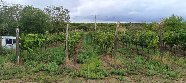Eladó mezogazdasagi ingatlan, Balatonlelleén 3.99 M Ft