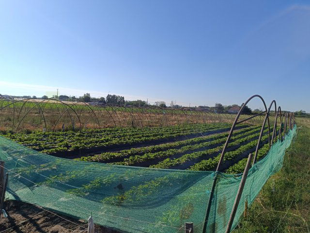 Eladó mezogazdasagi ingatlan, Bordányon 38 M Ft