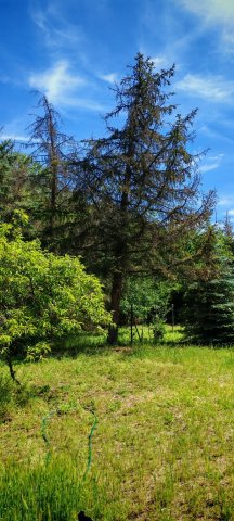 Eladó mezogazdasagi ingatlan, Sándorfalván 7.5 M Ft