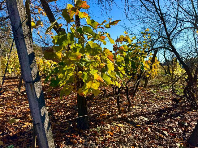 Eladó családi ház, Tarcalon 25 M Ft, 3 szobás