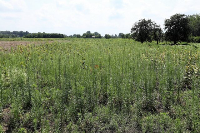 Eladó telek, Zsombón 1 M Ft / költözzbe.hu