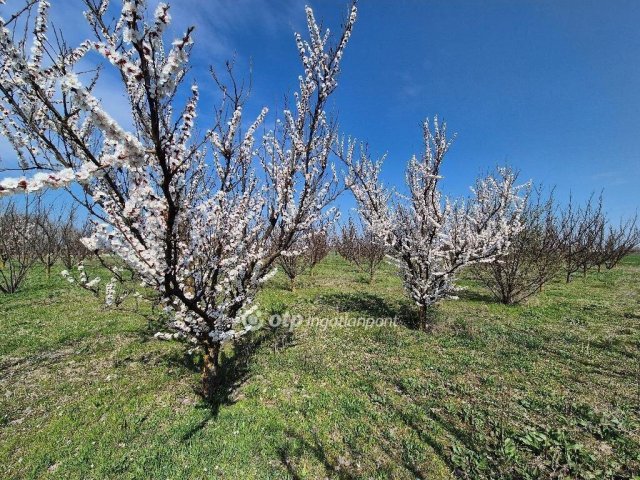Eladó mezogazdasagi ingatlan, Szentesen 19.5 M Ft
