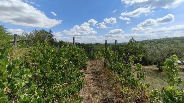 Eladó nyaraló, Tamásiban 6.2 M Ft, 1 szobás
