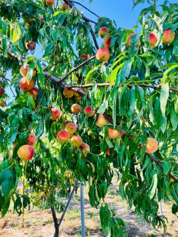 Eladó telek, Alsópáhokon 10.5 M Ft / költözzbe.hu