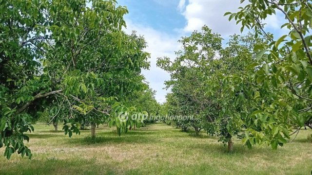 Eladó mezogazdasagi ingatlan, Röszkén 100 M Ft