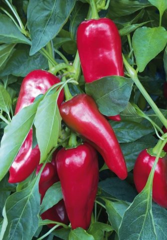 Eladó mezogazdasagi ingatlan, Medgyesegyházán 44.9 M Ft