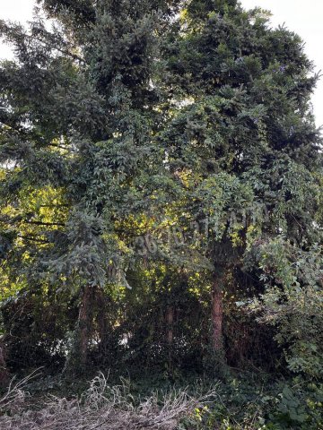 Eladó telek, Oroszlányban, Majki utcában 19.99 M Ft