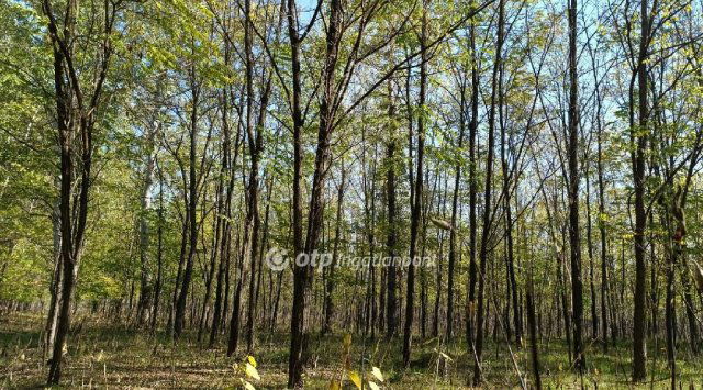 Eladó mezogazdasagi ingatlan, Zsanán 16.99 M Ft