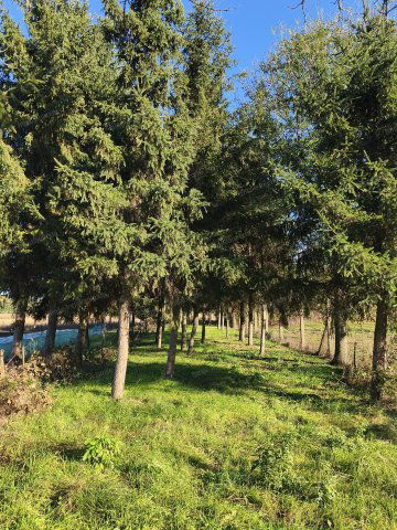 Eladó családi ház, Nyírtelken 14.9 M Ft, 2 szobás