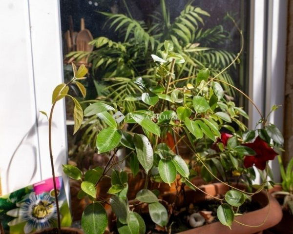 Eladó családi ház, Gödöllőn 59.9 M Ft, 3 szobás