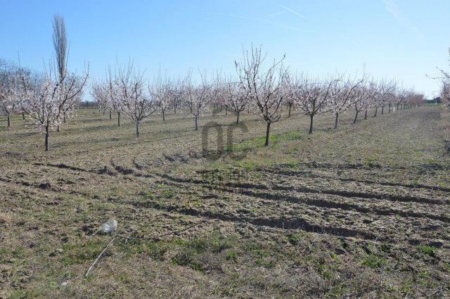 Eladó mezogazdasagi ingatlan, Abonyban 17 M Ft