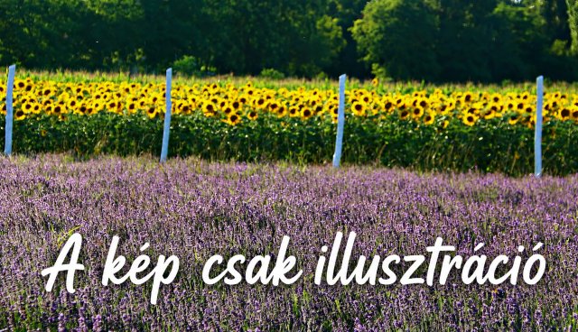 Eladó mezogazdasagi ingatlan, Ráckevén 5 M Ft