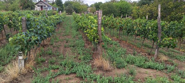 Eladó mezogazdasagi ingatlan, Balatonlelleén 3.99 M Ft
