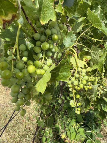 Eladó telek, Dunakeszin 10 M Ft / költözzbe.hu