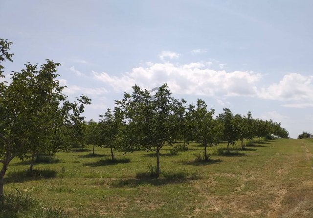 Eladó mezogazdasagi ingatlan, Pakson 49.9 M Ft