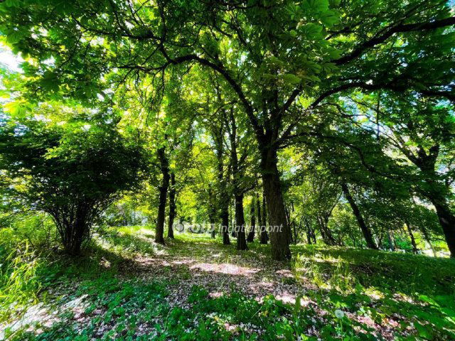 Eladó családi ház, Visontán 244.9 M Ft, 12+1 szobás