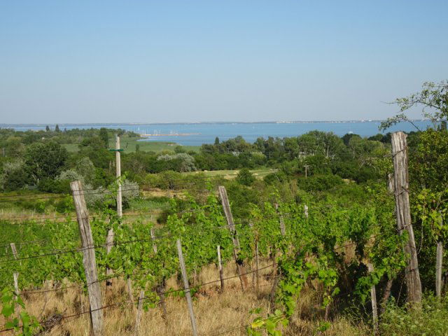 Eladó mezogazdasagi ingatlan, Csopakon 13.2 M Ft