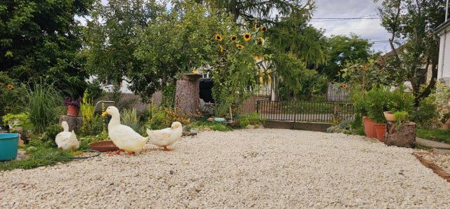 Eladó családi ház, Baksán 61.99 M Ft, 3 szobás