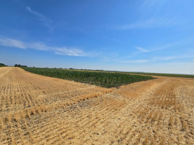 Eladó mezogazdasagi ingatlan, Ebesen 38.9 M Ft