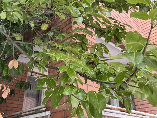 Eladó családi ház, Budapesten, XII. kerületben, Levendula utcában