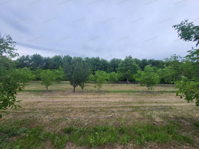 Eladó mezogazdasagi ingatlan, Mándon 21 M Ft