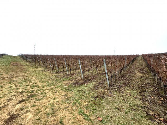 Eladó mezogazdasagi ingatlan, Villányban 95 M Ft